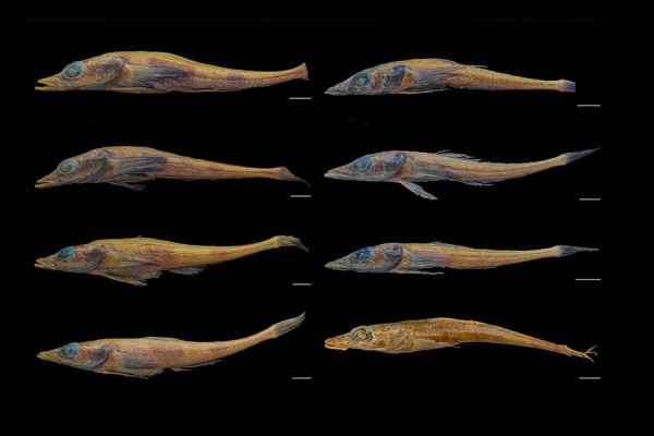 Открытие нового вида рыбы-дракона Akarotaxis gouldae в Антарктиде